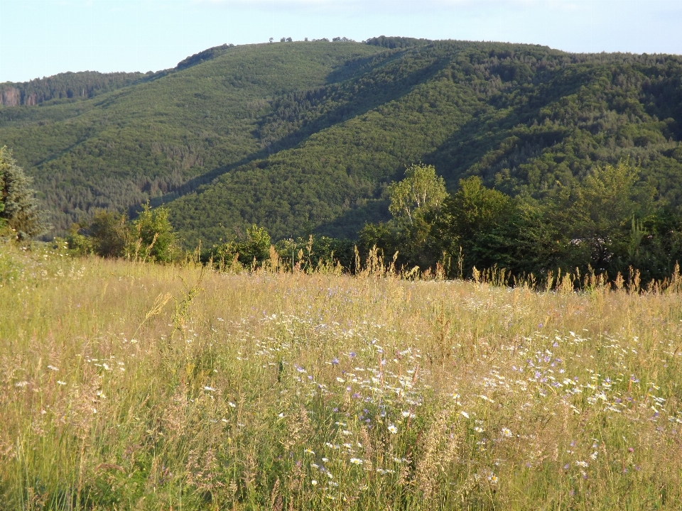 Landschaft natur gras draussen