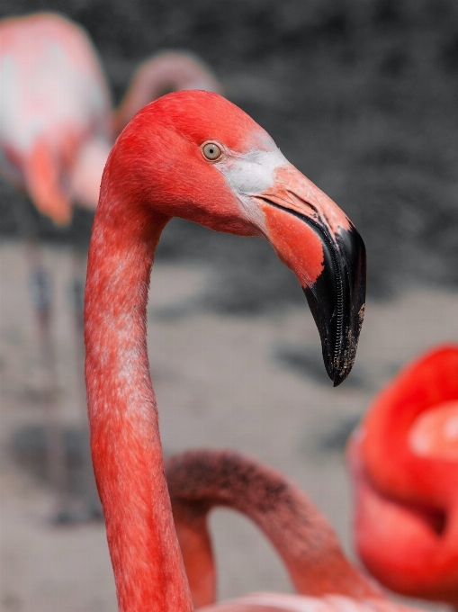 Pássaro animal vermelho bico