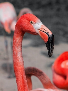 Bird animal red beak Photo