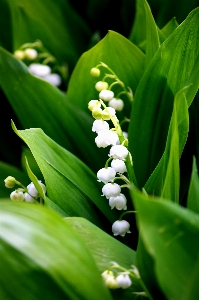 Foto Naturaleza florecer planta blanco