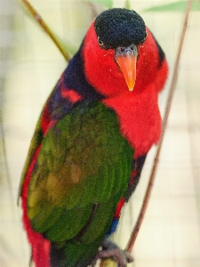 自然 鳥 動物園 オレンジ 写真