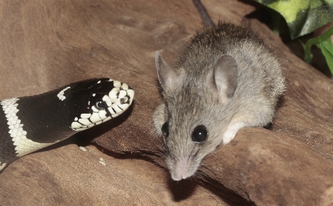 Foto Topo animali selvatici mammifero rettile