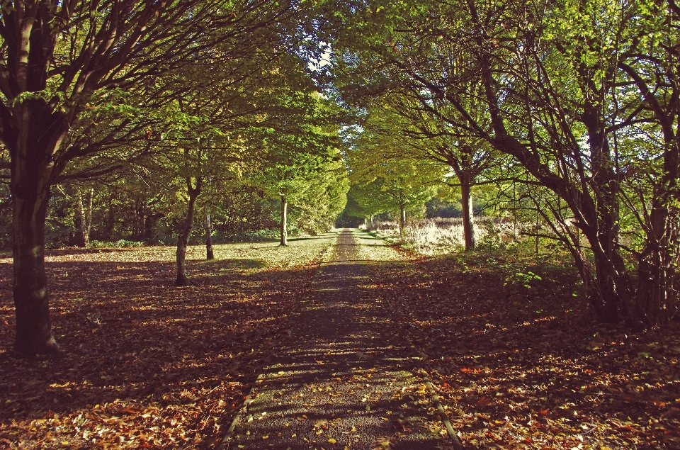 Paisaje árbol naturaleza bosque