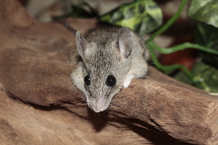 ねずみ 野生動物 待っている リラックス 写真