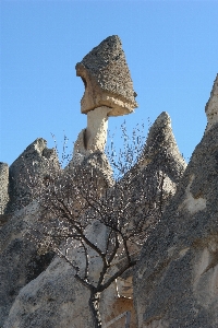 Tree rock mountain adventure Photo