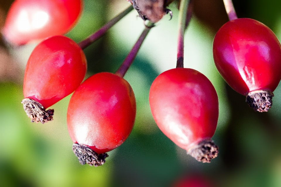 Alam cabang tanaman buah