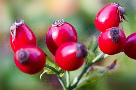 Foto Alam cabang tanaman buah