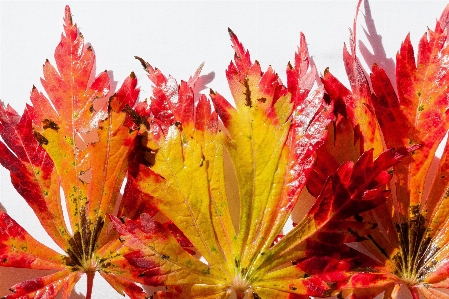 Tree branch plant leaf Photo