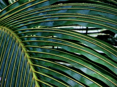 Tree nature forest grass Photo