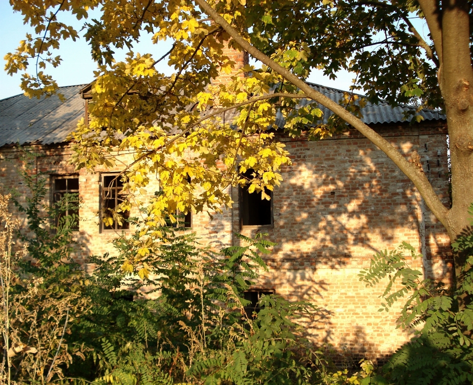 Arbre usine loger lumière du soleil