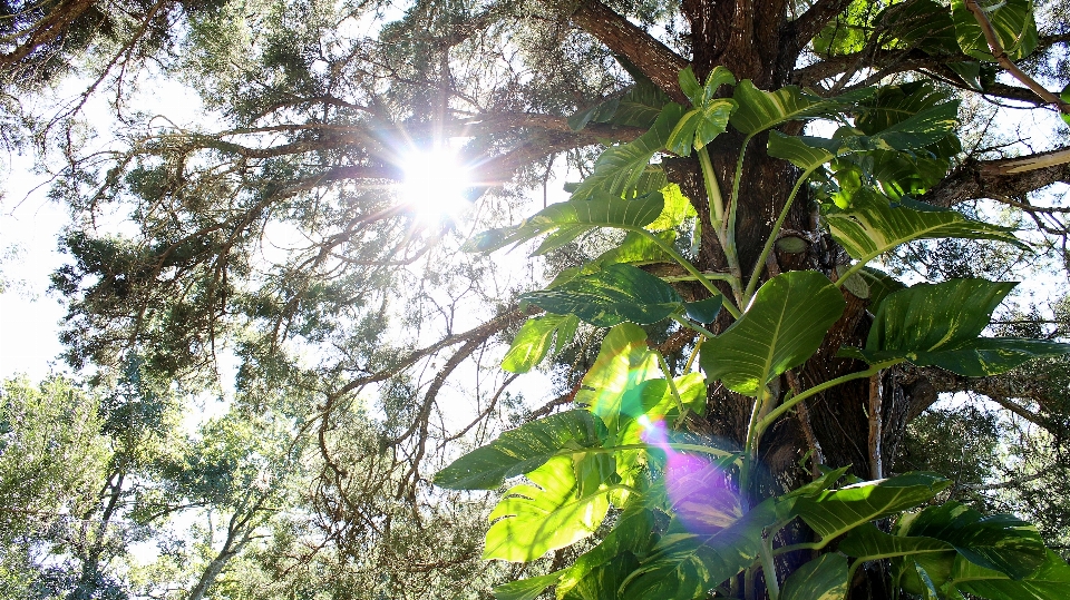 Tree nature forest outdoor