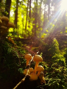 Tree nature forest branch Photo