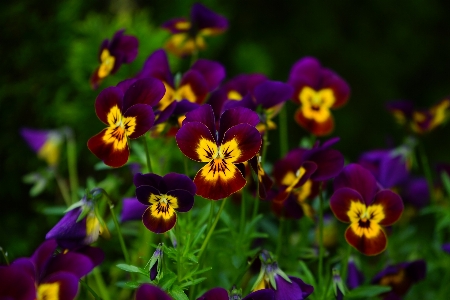 自然 花 植物 花弁 写真