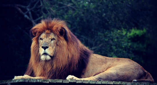 Foto Animais selvagens jardim zoológico selva mamífero