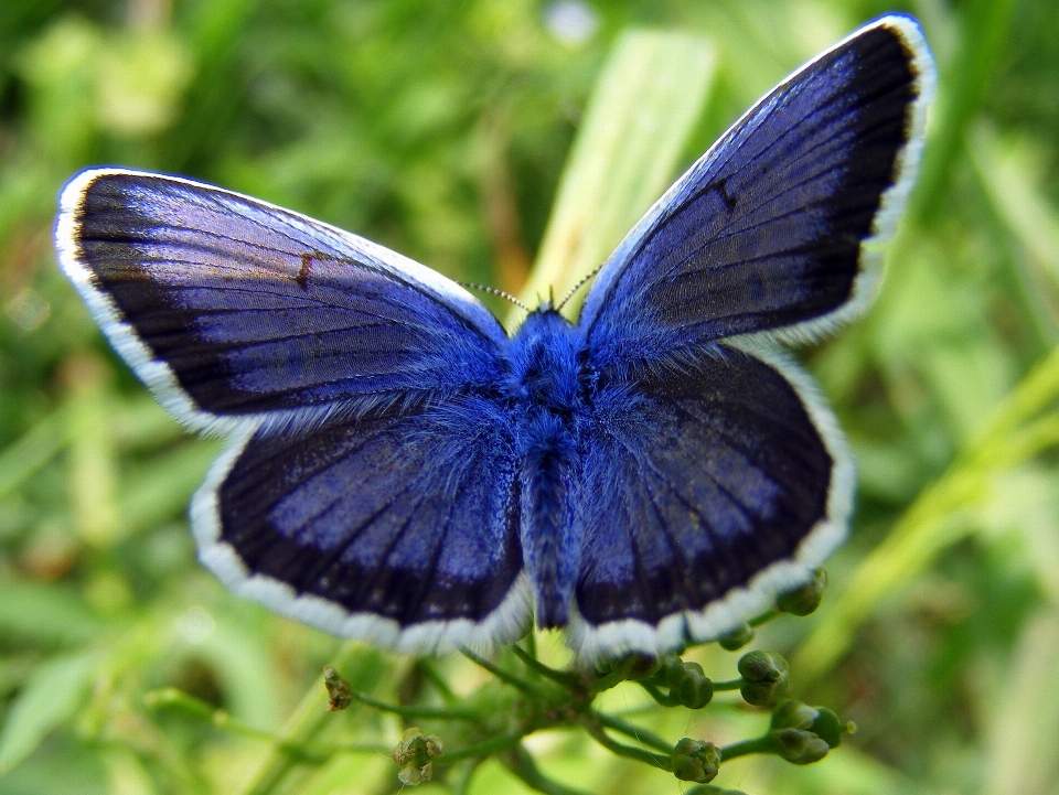 Naturaleza césped ala flor