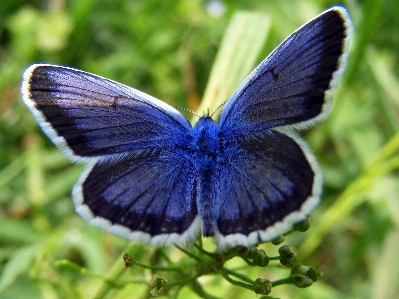 Nature grass wing flower Photo