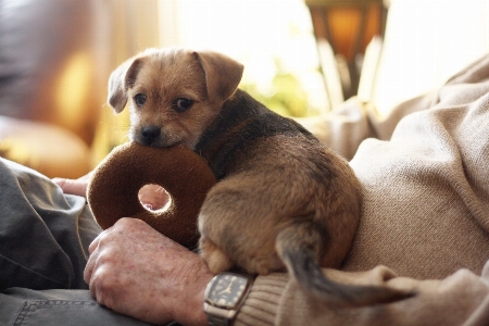 子犬 犬 動物 犬歯
 写真