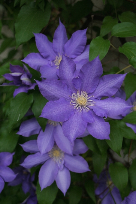 Nature fleurir usine vine