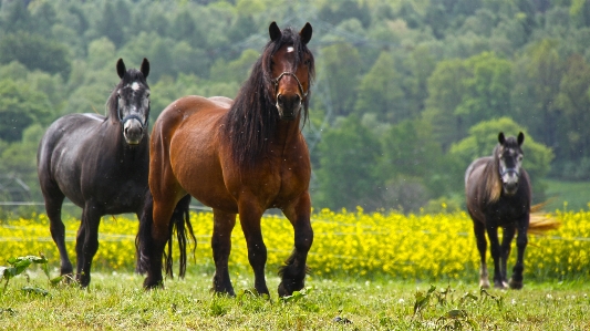 Grass meadow prairie herd Photo