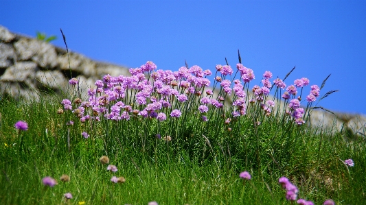 Natur gras blüte anlage Foto