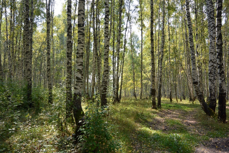 Tree nature forest wilderness