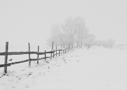 Branch snow winter fence Photo