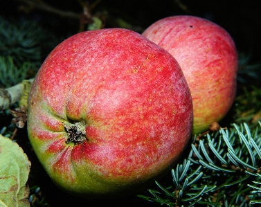 Foto Apple plantar fruta doce