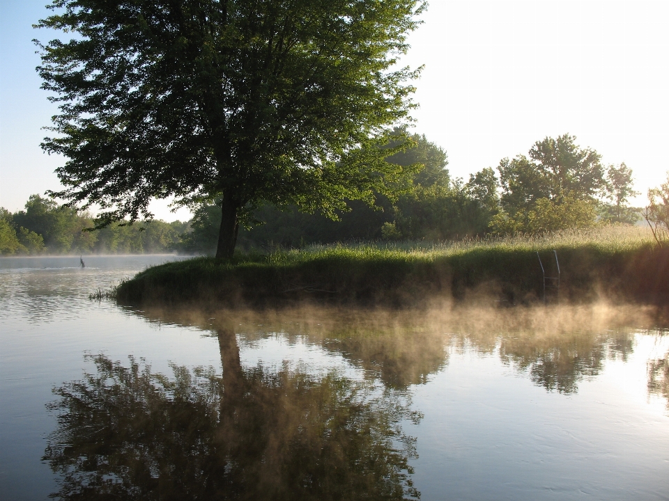 Drzewo woda natura mgła