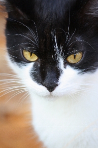 Foto Bianco e nero
 animale domestico