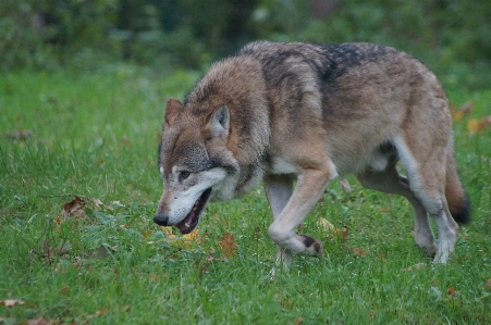 Landscape nature wildlife mammal Photo