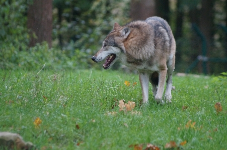 Zdjęcie Krajobraz natura dzikiej przyrody ssak