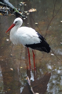 Foto Natureza pássaro asa preto e branco
