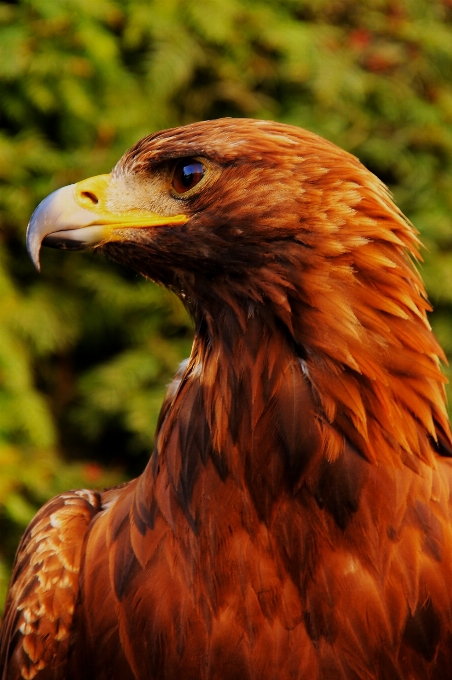 鳥 野生動物 嘴 鷲