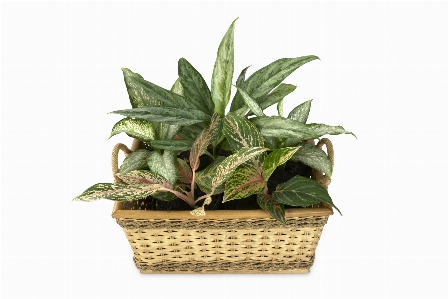 Plant leaf flower pot Photo