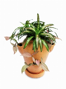 Plant leaf flower pot Photo