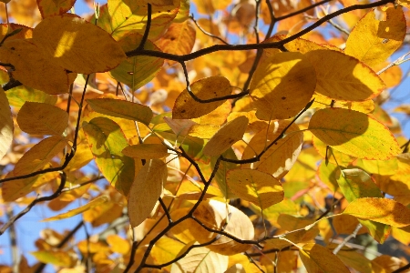 Tree branch plant sunlight Photo