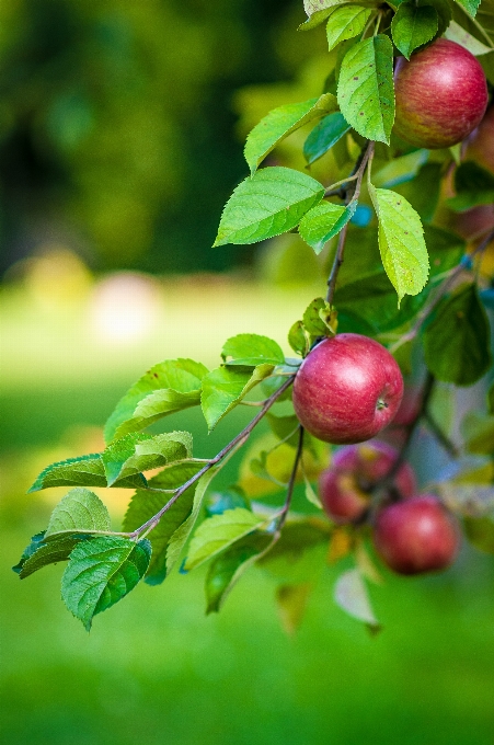 Apple 树 分支 开花