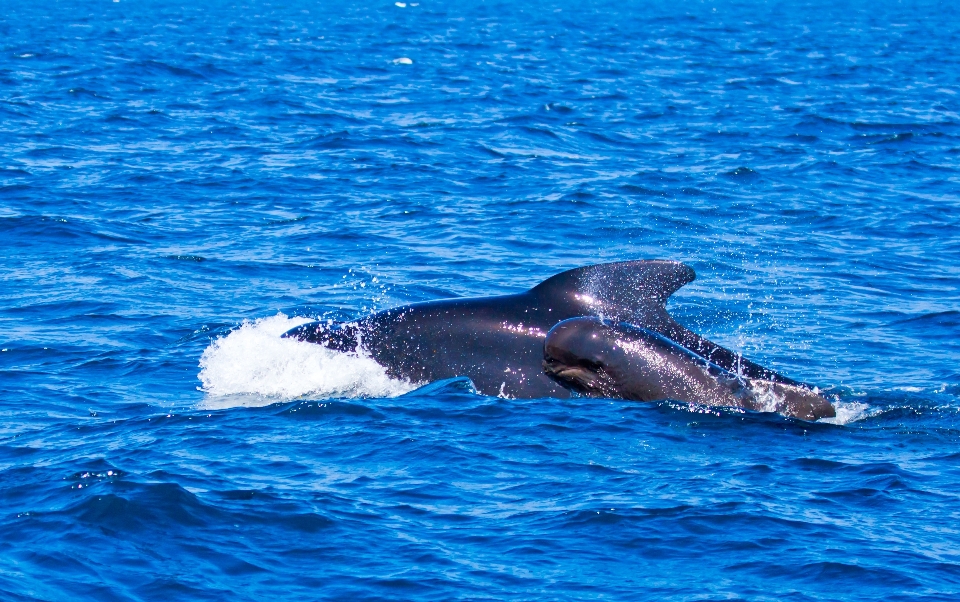 Mar agua mamífero azul