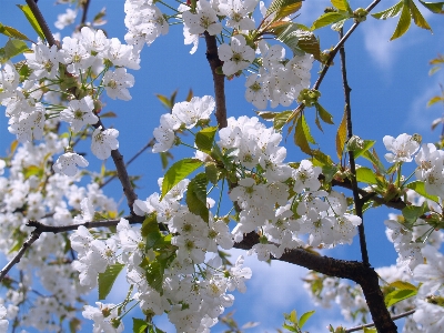 Tree nature branch blossom Photo