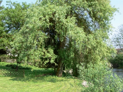 Baum natur anlage blume Foto