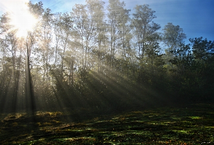 Foto Lanskap pohon alam hutan