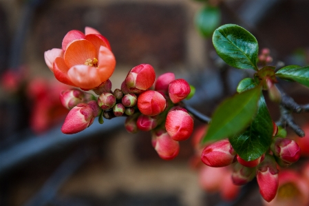 Nature branch blossom plant Photo