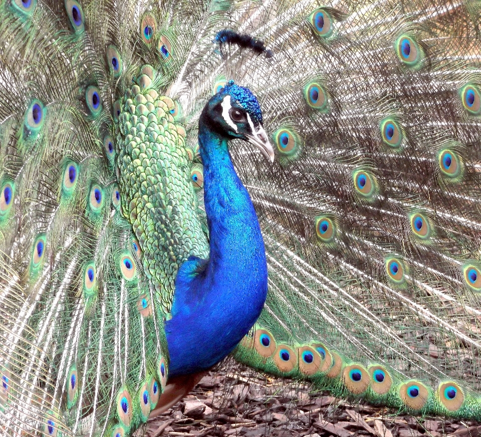 Oiseau modèle le bec bleu