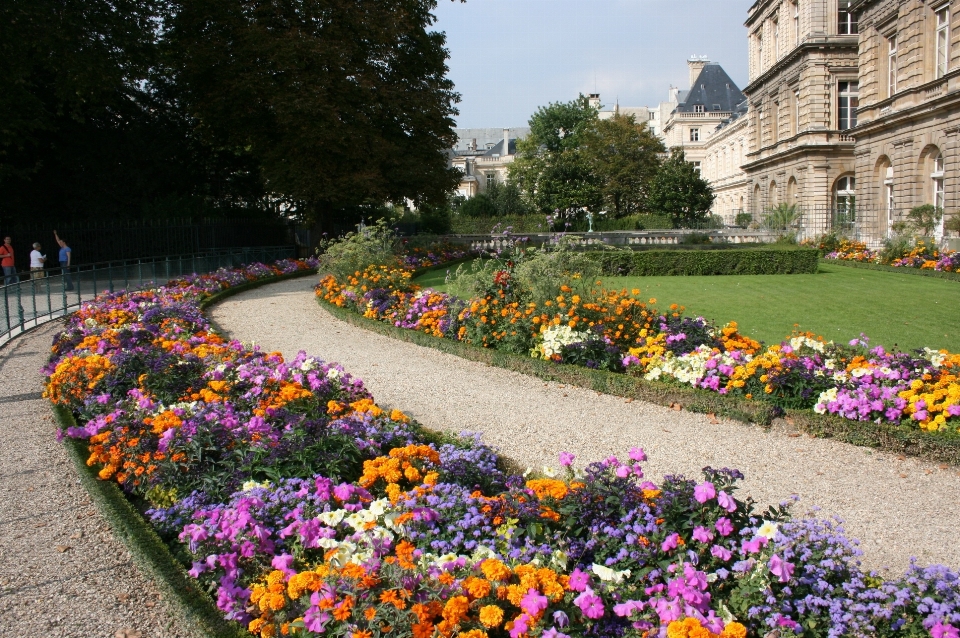 Pianta prato fiore parigi