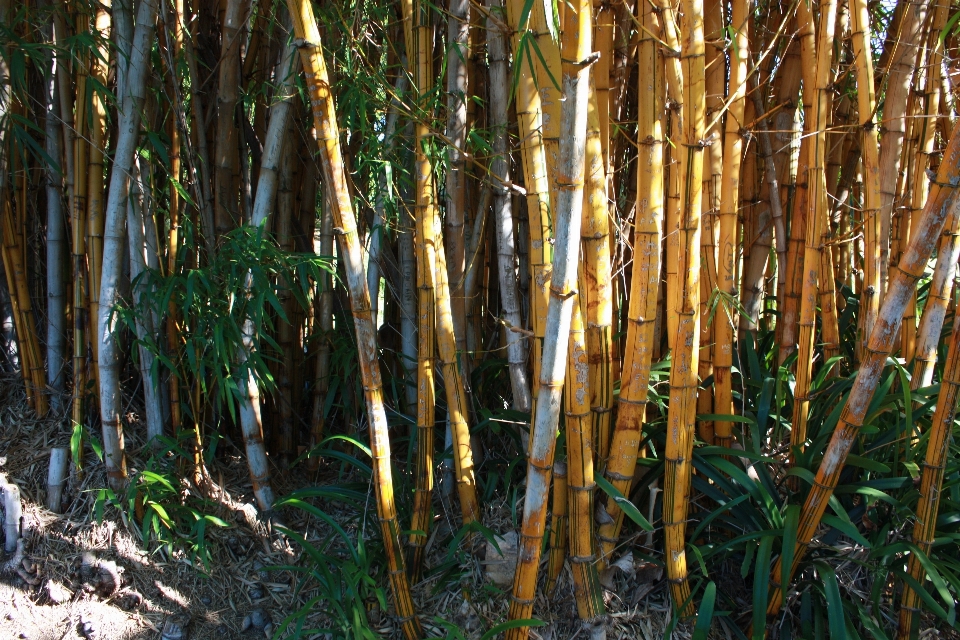 Pohon alam hutan cabang