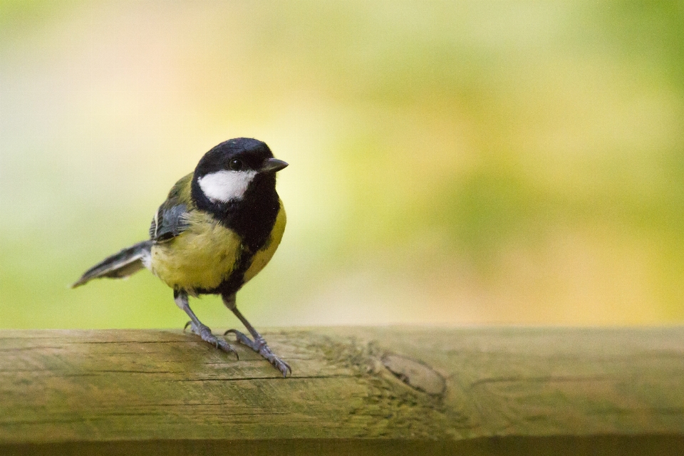 Natur vogel niedlich tierwelt