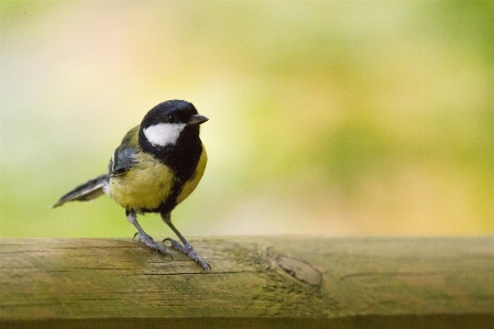 Photo Nature oiseau mignon faune