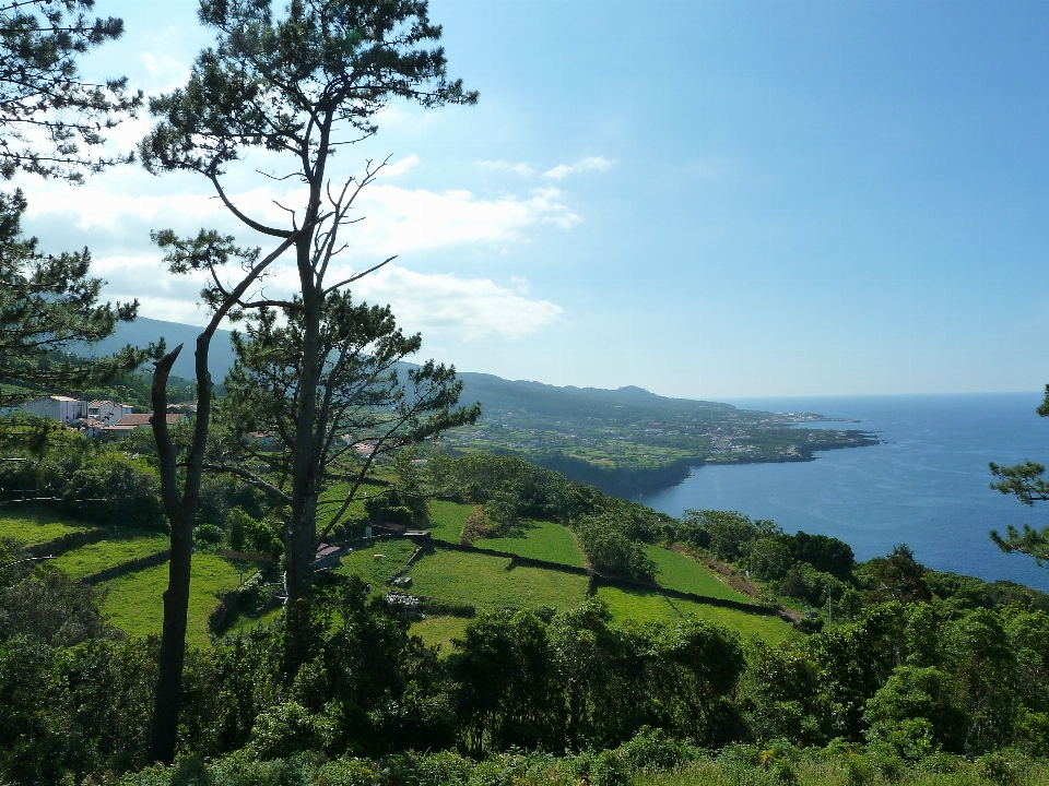 風景 海 木 自然