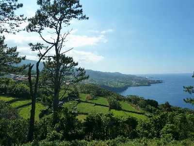 Landscape sea tree nature Photo