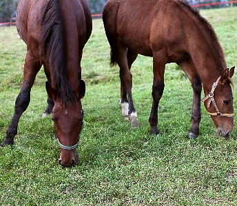 Grass farm meadow coat Photo